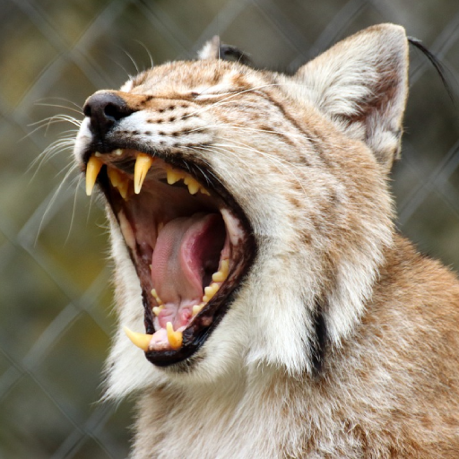 Bobcat Sounds logo