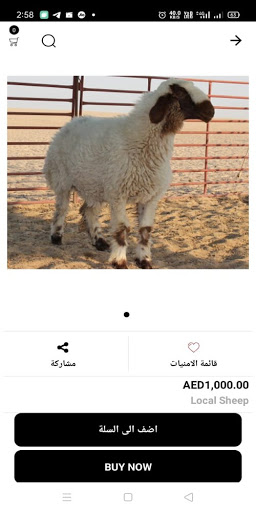 Android application Dhabayih Aldaar - ذبائح الدار‎ screenshort