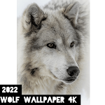 Cover Image of Скачать Wolf wallpaper 4k  APK