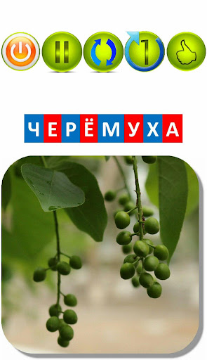 Автоматизация звука Рь в словах. Карточки РЁ