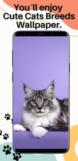 Android application Cute Cats Wallpaper screenshort