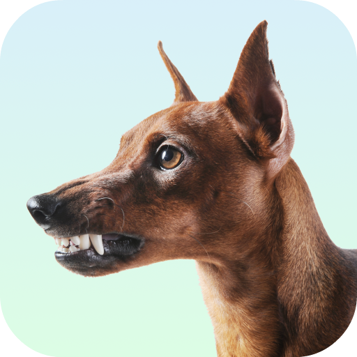 Dog snarling 2025