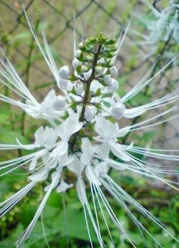 Cultivation of Medicines