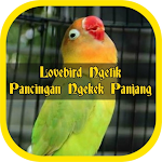 Cover Image of ダウンロード Lovebird Ngetik Pancingan Ngekek Panjang Offline 1.8 APK