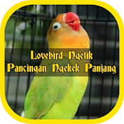 Lovebird Ngetik Pancingan Ngekek Panjang Offline  Icon