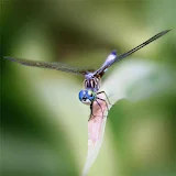 Dragonflies Live Wallpaper icon