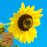 moving sunflower wallpaper