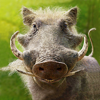 The Warthog