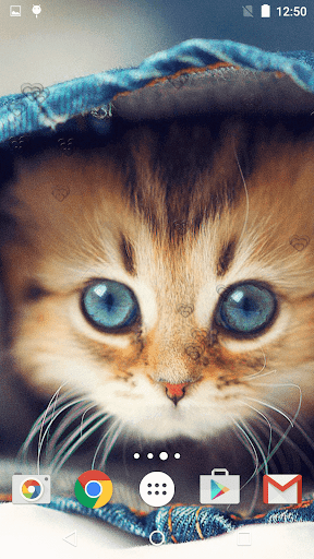 Cute Kittens Live Wallpaper - Apps on Google Play