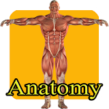 Aprende anatomia humana niños icon