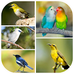 Cover Image of Télécharger Masteran Semua Jenis Burung  APK