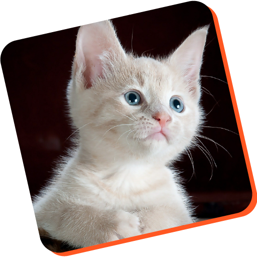 cat training guide app logo