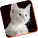 guia para entrenar gatos - Androidアプリ