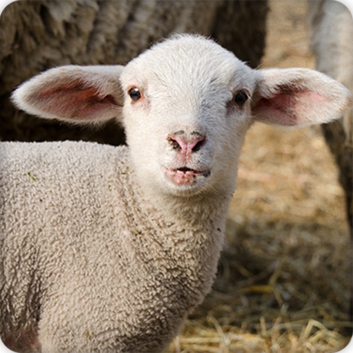 Lamb Sounds Ringtone