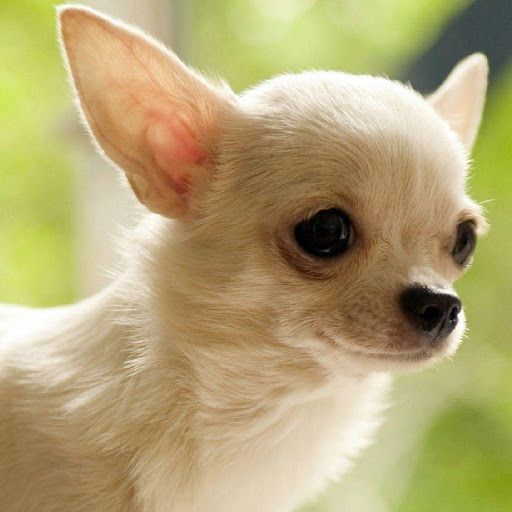 Android application Chihuahuas Dog Puzzles Games screenshort