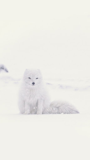 Android application winter animal wallpaper screenshort