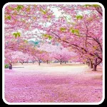 Cover Image of Unduh Bunga Sakura wallpaper  APK