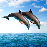 Dolphins Live Wallpapers icon