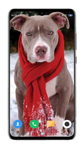 Pitbull Dog Wallpaper Hd By Footballtech Google Play Japan Searchman App Data Information