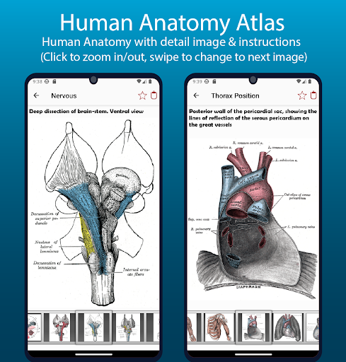 Human Anatomy Handbook