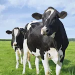Cover Image of Tải xuống Cow Wallpapers  APK