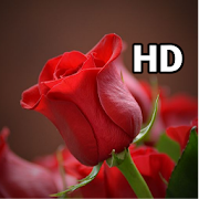 Top 40 Personalization Apps Like Rose HD Wallpapers | Best Rose Wallpapers - Best Alternatives