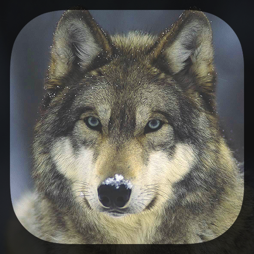 Wolf Live Wallpaper HD  Icon