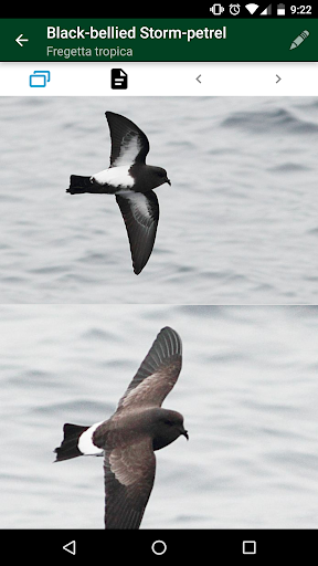Antarctic Wildlife Guide Screenshot