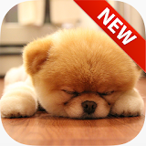 Sleeping Puppy Wallpapers icon