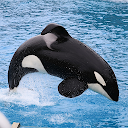Killer Whale Orca Videos icon