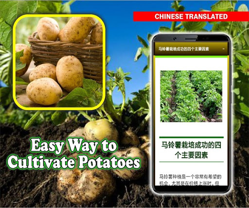 Easy Ways to Cultivate Potatoes