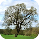Cover Image of Download Trees of Britain  APK
