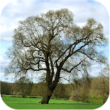 Trees of Britain icon