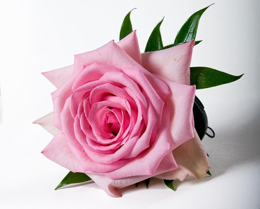 عطر الكلمات و الحكم و الاقوال