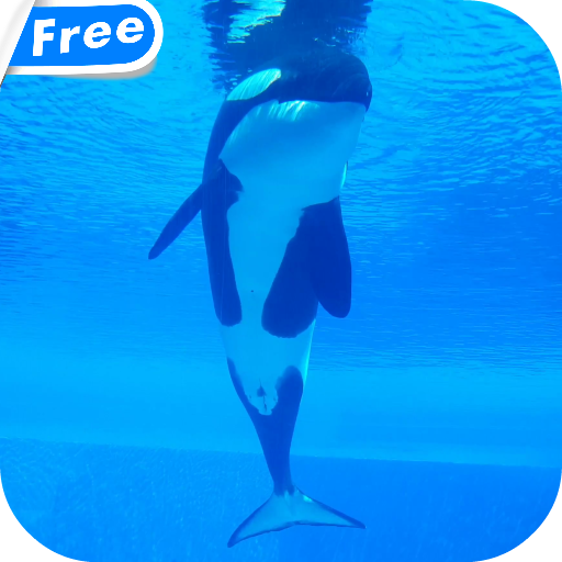 Orca Whale Video Live Wallpaper Google Play のアプリ