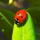 Lady Bugs Live Wallpaper icon