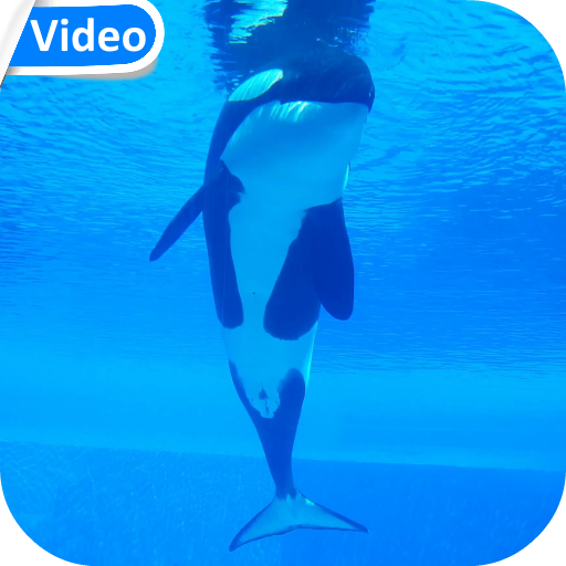 Orca Whale Video Wallpaper - Apps on Google Play