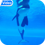 Cover Image of डाउनलोड Orca Whale Video Wallpaper  APK