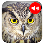 Cover Image of Herunterladen Owl Sounds 1.0.0 APK