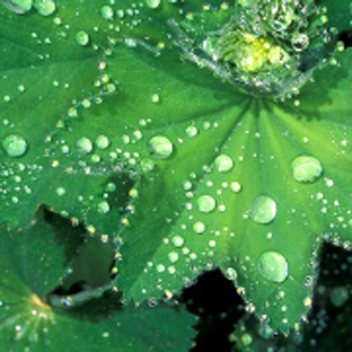 Heilkräuter aus der Natur logo