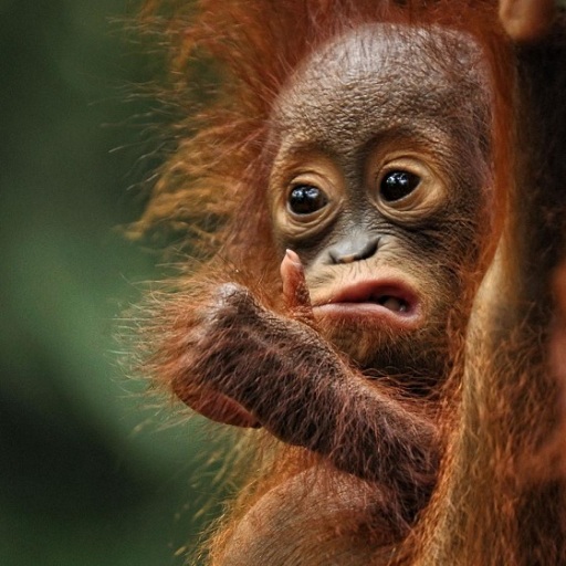 Funny photos Screen 3