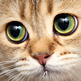 Kitty Free Game Jigsaw Puzzle icon