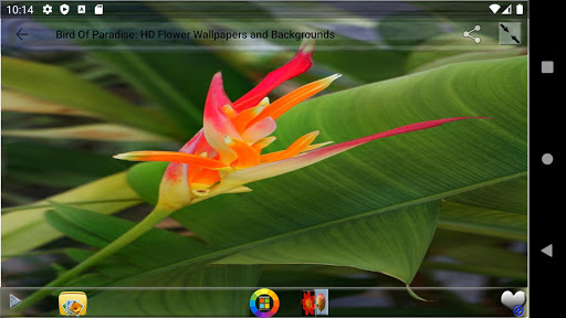 Bird Of Paradise HD Flower Wallpapers