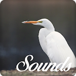 Cover Image of डाउनलोड Egret Bird Sounds and Ringtone Audio 10.0.0 APK