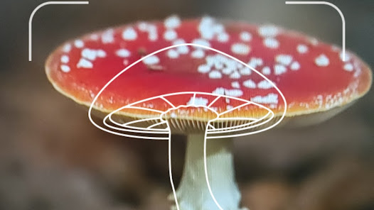 Picture Mushroom – Mushroom ID Mod APK 2.9.19 (Unlocked)(Premium) Gallery 10