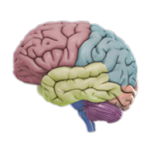 Cover Image of Скачать 3D мозг  APK