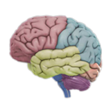 3D Brain icon
