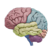 3D Brain  for PC Windows and Mac