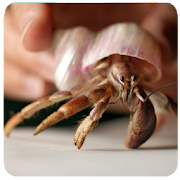 How to Play With Hermit Crab