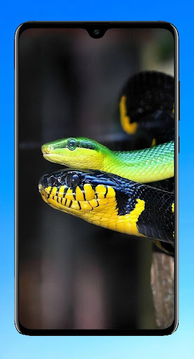 Snake Wallpaper 4K Screenshot 4 - AppWisp.com